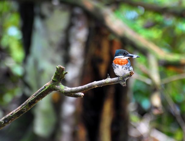 Amazon Kingfisher, Corcovado, Costa Rica