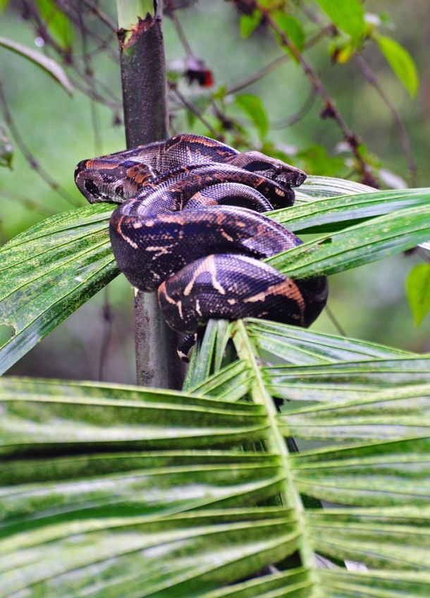 Anaconda, Corcovado, Costa Rica