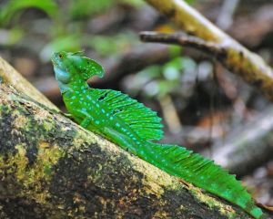 Basilisk, Jesus Christ, Lizard 2, Costa Rica