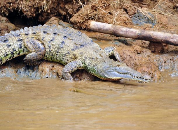 Crocodile, Corcovado 4, Costa Rica