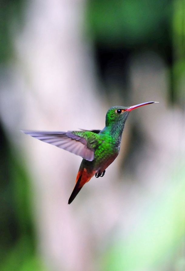 Hummingbird - Canivets Emerald 2, Costa Rica