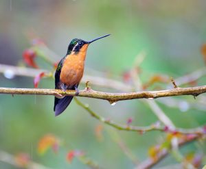 Hummingbird - Purple-throated Mountain Gem, Costa Rica