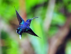 Hummingbird - Violet Sabrewing 2, Costa Rica