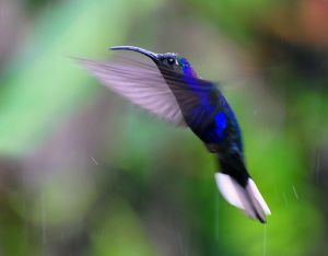 Hummingbird - Violet Sabrewing, Costa Rica