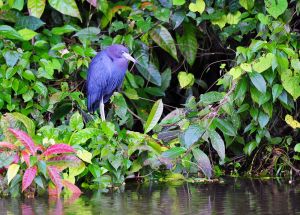 Little Blue Heron 2, Tortuguero, Costa Rica
