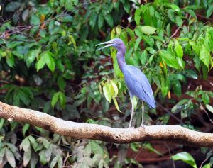 Little Blue Heron, Corcovado, Costa Rica