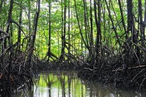 Mangrove swamps, Corcovado, Costa Rica