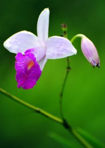 Orchid 2, Costa Rica