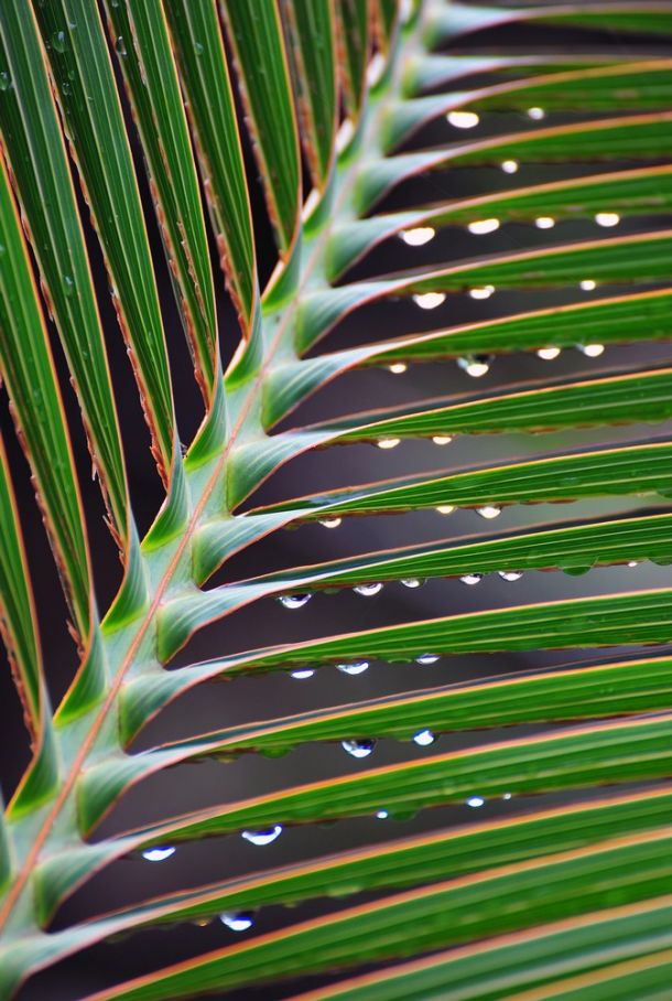 Rain droplets on palm leaf