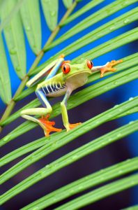 Red-eyed Tree Frog 9, Costa Rica