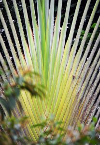 Traveller Palm, Costa Rica