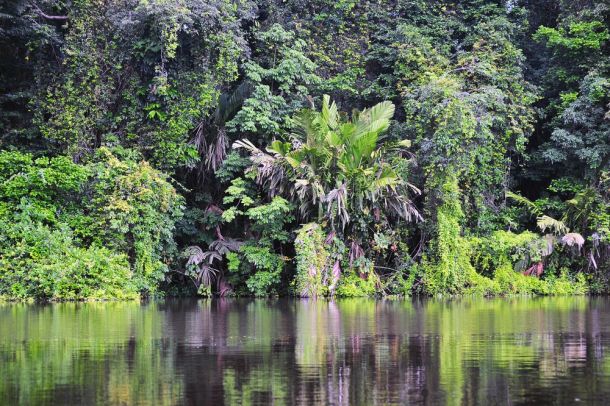 Tropical rain forest, Costa Rica