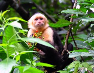 White-faced Monkey, Costa Rica