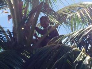 Uga palm worker