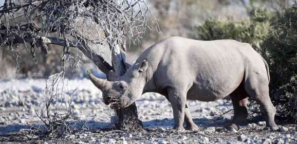 Exceptional Etosha