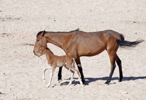 TLC Namib Desert Garab horses 13