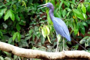 Corcovado Little Blue Heron