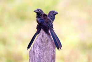 Groove-billed Ani - Puerto Humo S