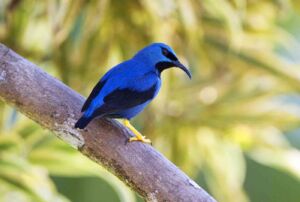 Purple Honeycreeper - Savegre River 1