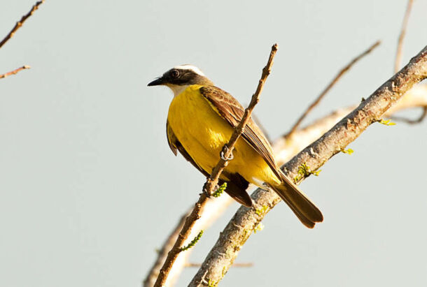 Social Flycatcher