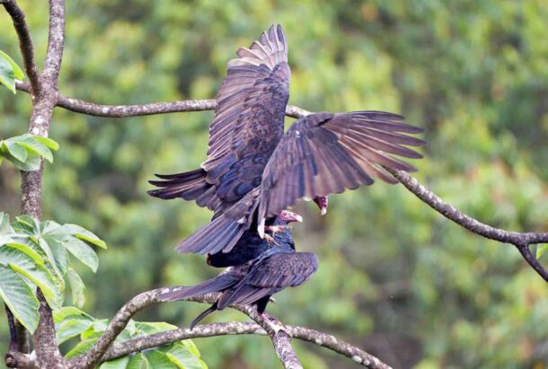 Turkey Vultures mating - Santa Juana Reserve 14